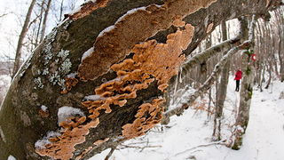 Đir do vrha Zečjak na sjevernom Velebitu, Foto: Leo Banić