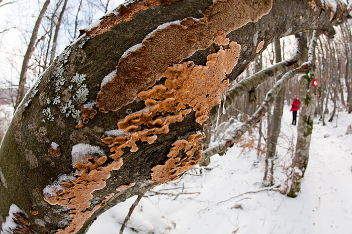 Đir do vrha Zečjak na sjevernom Velebitu, Foto: Leo Banić