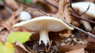 Lička jesen u znaku gljiva, Foto: Leo Banić