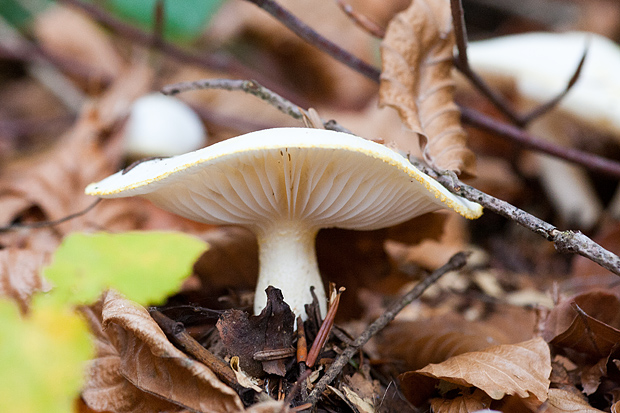Lička jesen u znaku gljiva, Foto: Leo Banić