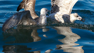 Jutarnja svađa galebova, foto: Leo Banić