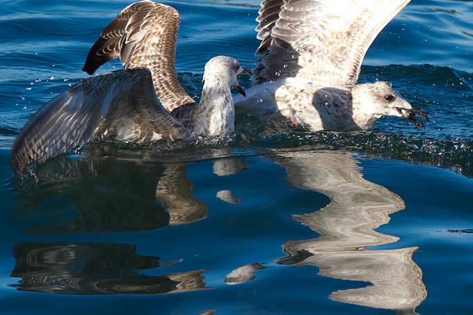 Jutarnja svađa galebova, foto: Leo Banić