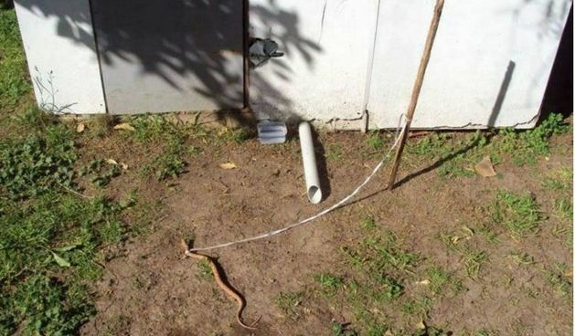 Poskok na povodcu – čuva kuću u Imotskom