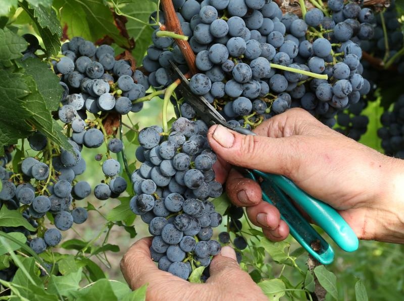 Drniš: Berba grožđa sa više od milijun čokota vinove loze, Photo: Duško Jaramaz/PIXSELL