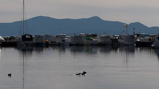 Liske u uvali Bregdetti 24. siječnja