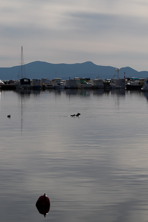 Liske u uvali Bregdetti 24. siječnja