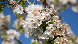 Priroda, cvijece, livada, sparoge, foto: Leo Banic