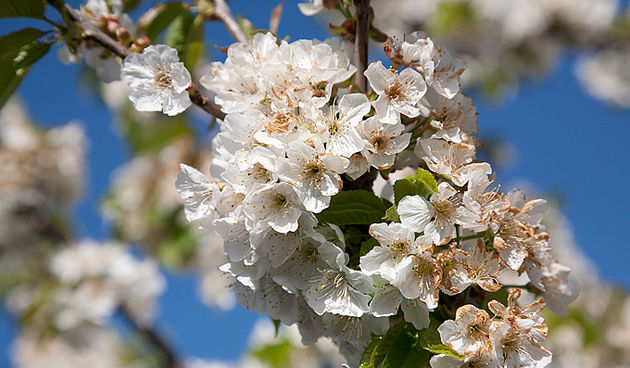 Priroda, cvijece, livada, sparoge, foto: Leo Banic