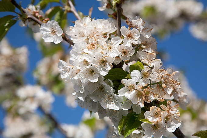 Priroda, cvijece, livada, sparoge, foto: Leo Banic