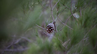 Ugodno prijepodne uz tok rijeke Karešnice i stare zapuštene mlinove, foto: Darko Belančić