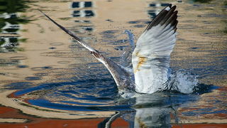 Galeb, Foto: Petar Botteri Galeb, Foto: Petar Botteri