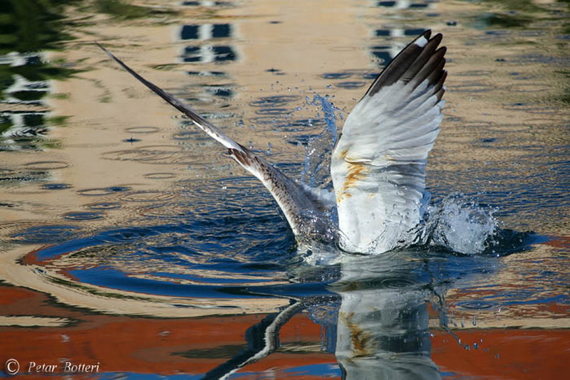 Galeb, Foto: Petar Botteri Galeb, Foto: Petar Botteri