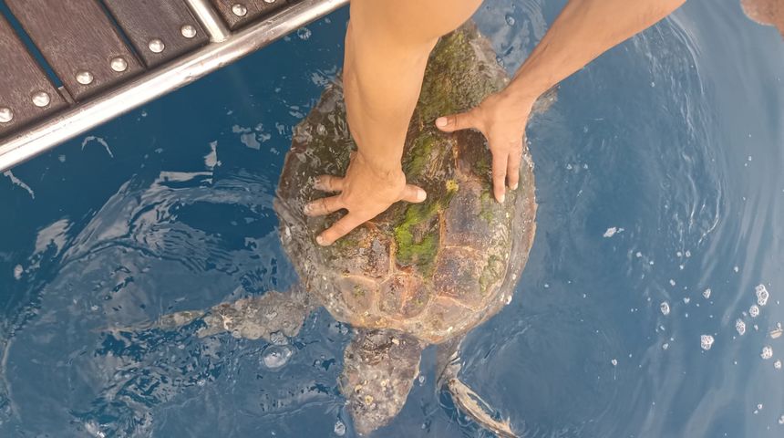 Dvije nautičke milje od Opata pronađena ozlijeđena glavata želva Dvije nautičke milje od Opata pronađena ozlijeđena glavata želva