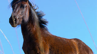 Divlji konji na Velebitu, foto: Leo Banić