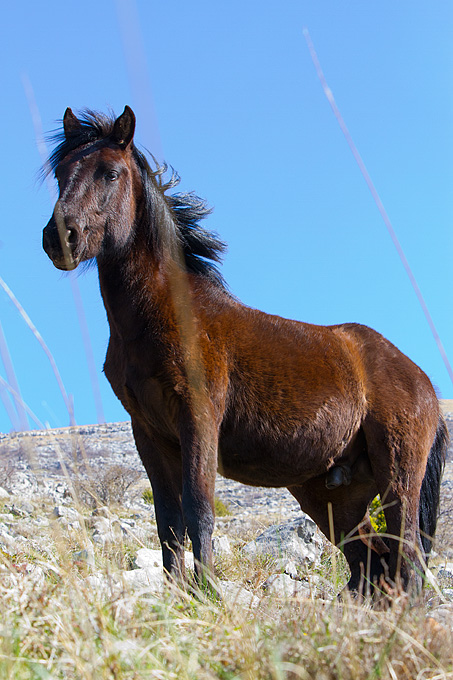 Divlji konji na Velebitu, foto: Leo Banić