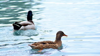 Đir 17. prosinca – uvala Maestral, Foto: Iva Perinčić