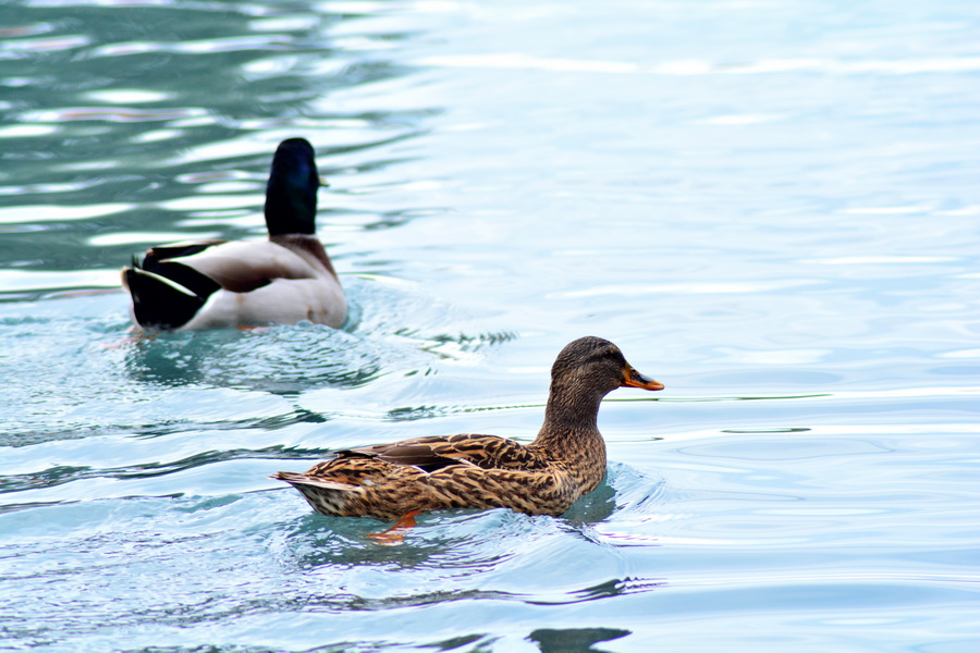 Đir 17. prosinca – uvala Maestral, Foto: Iva Perinčić