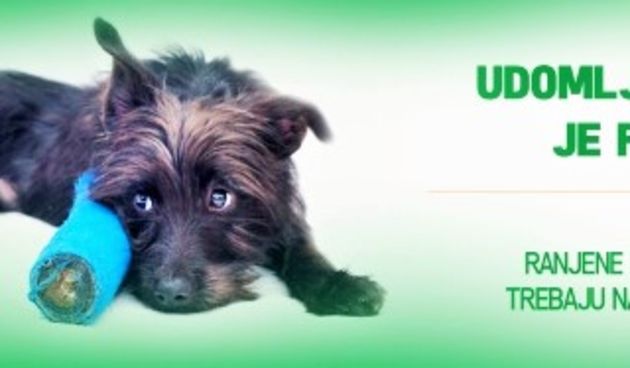 Ranjene životinje trebaju našu pomoć