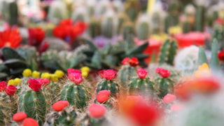 Sveti Filip i Jakov: 11. Dani cvijeca Zadarske zupanije, Foto: Martin Brkljaca Sveti Filip i Jakov: 11. Dani cvijeca Zadarske zupanije, Foto: Martin Brkljaca