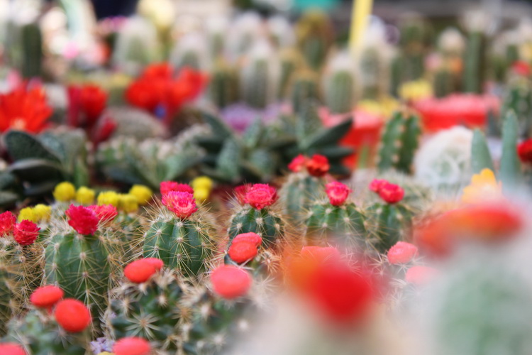 Sveti Filip i Jakov: 11. Dani cvijeca Zadarske zupanije, Foto: Martin Brkljaca Sveti Filip i Jakov: 11. Dani cvijeca Zadarske zupanije, Foto: Martin Brkljaca