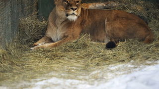 Zagreb, 100212. 
Osim sto je zabijelio grad, snijeg je prekrio i nastambe zivotinja u Zooloskom vrtu. Neke su dobro prihvatile hladnije uvjete, dok su se druge skrivale u svojim zidanim nastambama.
Na slici: lavica
Foto: Boris Kovacev / CROPIX