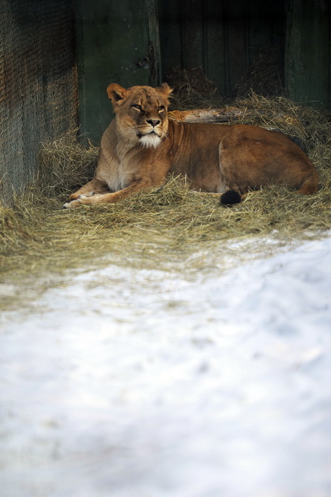 Zagreb, 100212. 
Osim sto je zabijelio grad, snijeg je prekrio i nastambe zivotinja u Zooloskom vrtu. Neke su dobro prihvatile hladnije uvjete, dok su se druge skrivale u svojim zidanim nastambama.
Na slici: lavica
Foto: Boris Kovacev / CROPIX