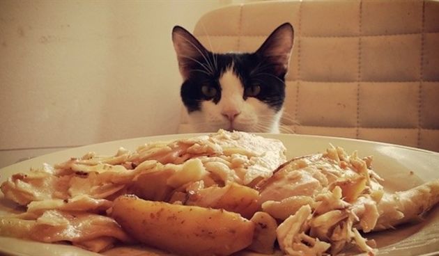 Foto: tportal.hr, mačka