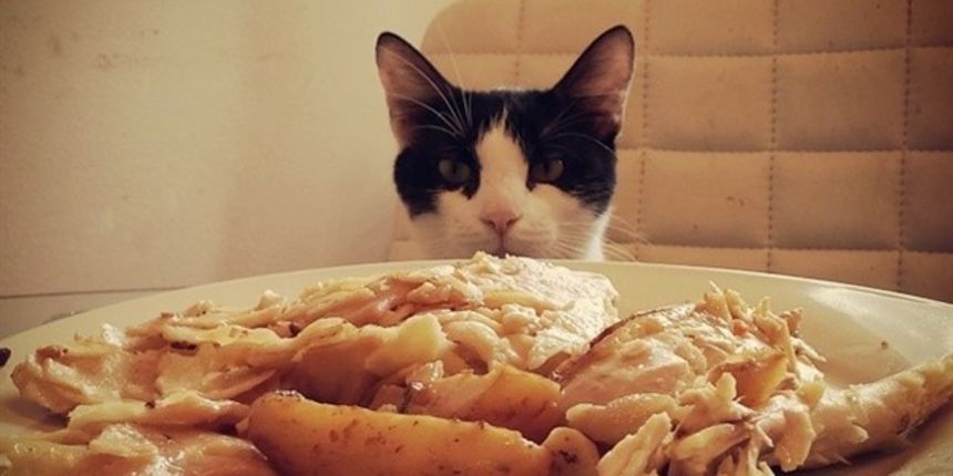 Foto: tportal.hr, mačka Foto: tportal.hr, mačka