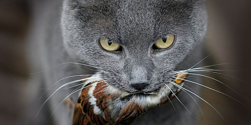 Mace by Leo Banic Mace by Leo Banic