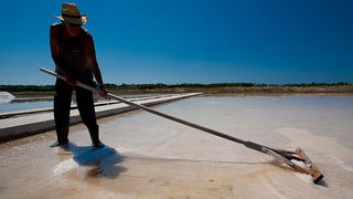 Solana Nin, berba soli, foto: Leo Banić