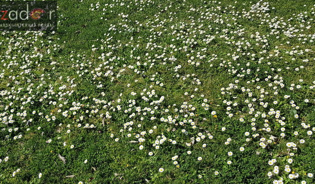 Proljeće u Zadru: rasvjetala priroda