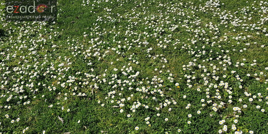 Proljeće u Zadru: rasvjetala priroda Proljeće u Zadru: rasvjetala priroda