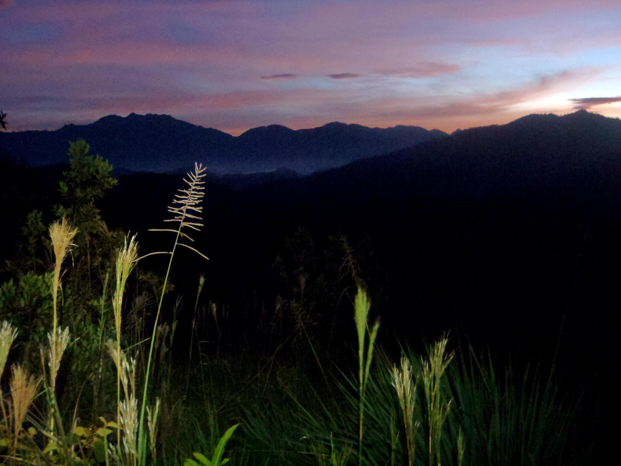 Tropske ptice u kolumbijskom Parque National Natural Tatamá u zapadnim Andama. Foto: Maja Bjelić