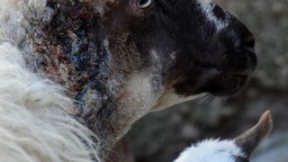 Kaštel Žegarski: Ovca potjerala vuka i ojanjila dva janjčića