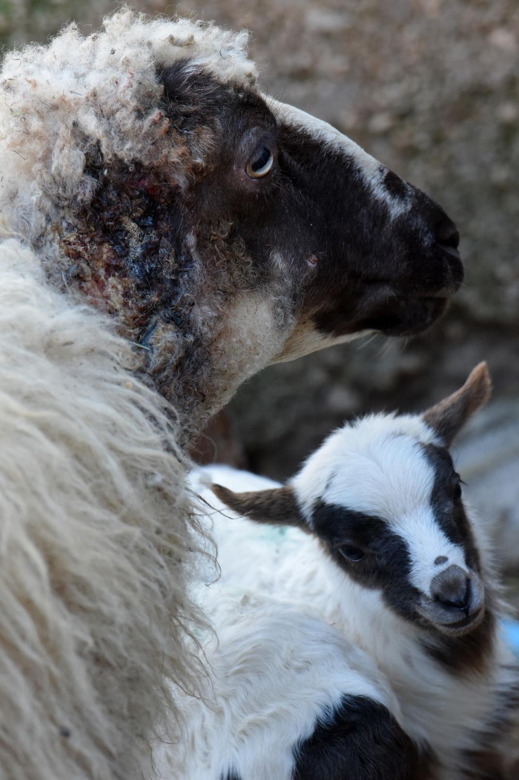 Kaštel Žegarski: Ovca potjerala vuka i ojanjila dva janjčića