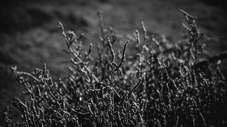 Crno bijela bajka na Kraljičinoj plaži, foto: Iva Perinčić