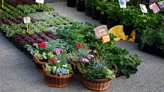 Dani cvijeća, foto-TANJA BELIĆ