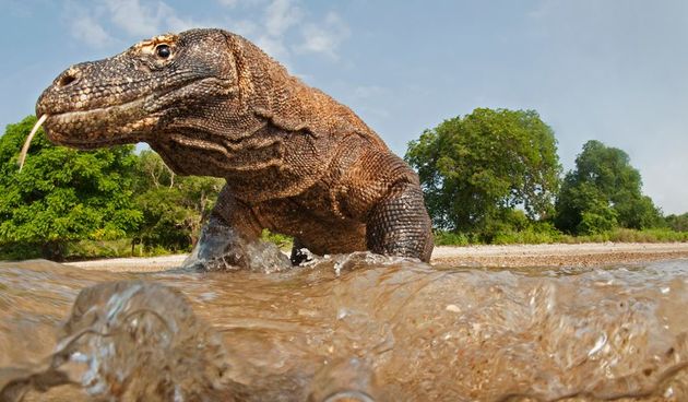 Komodo, komodski varan