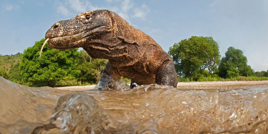 Komodo, komodski varan Komodo, komodski varan