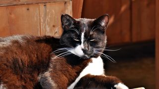 Mačja špica na zadarskoj pijaci