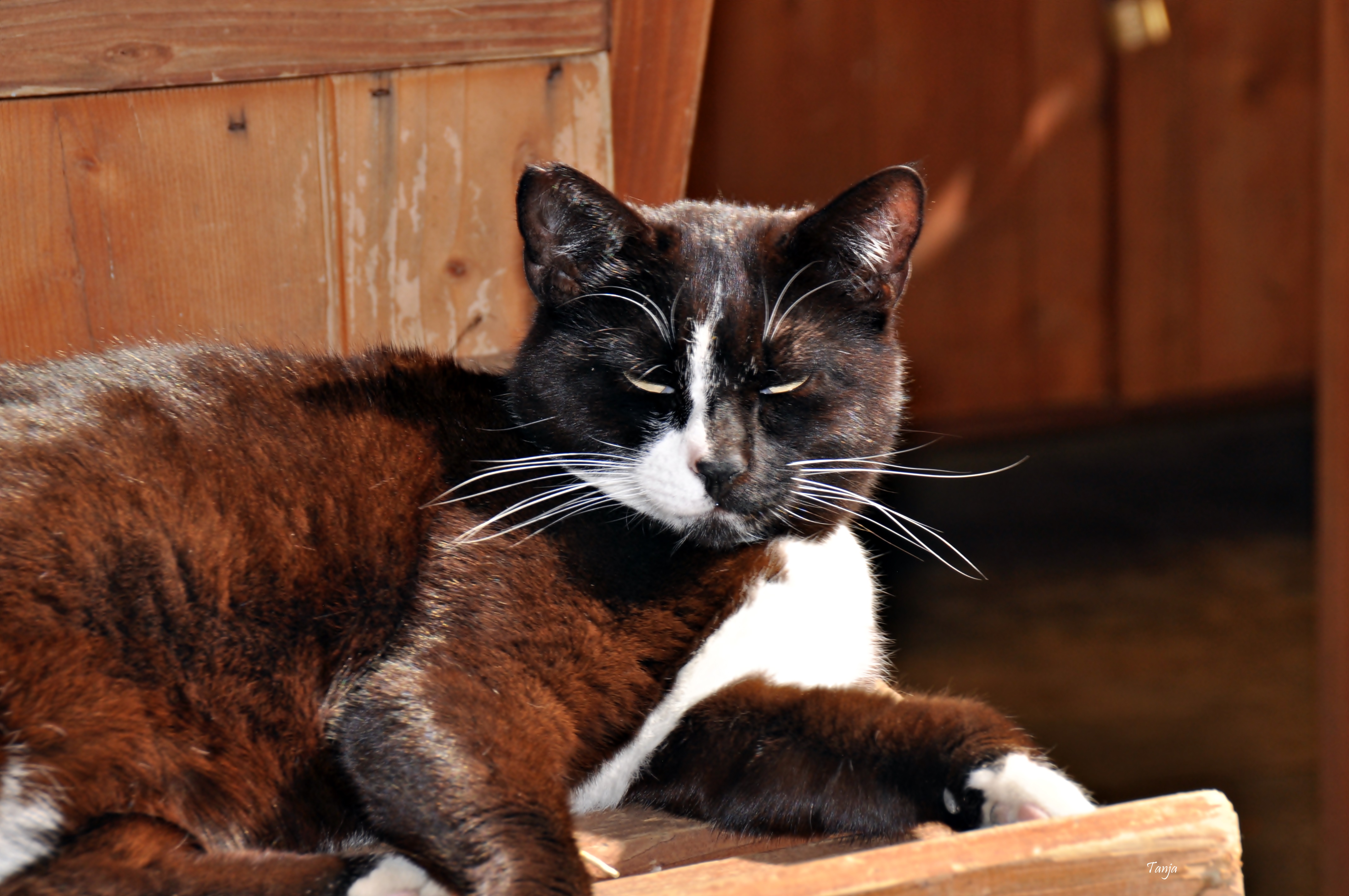 Mačja špica na zadarskoj pijaci