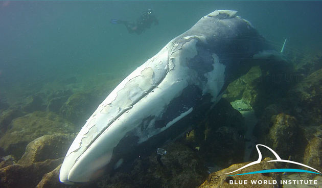 uginuli kit uginuli kit