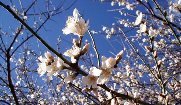 Stablo bajama, stablo badema, foto: blog.dnevnik.hr