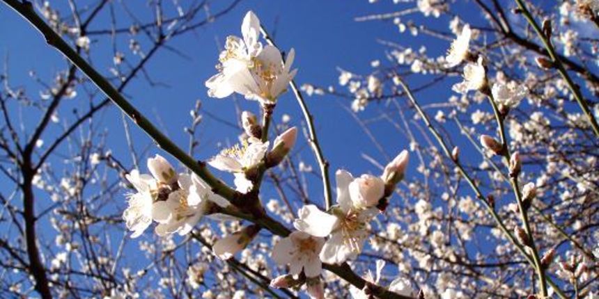 Stablo bajama, stablo badema, foto: blog.dnevnik.hr