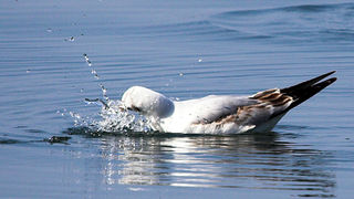 Image 1201633 (auto)