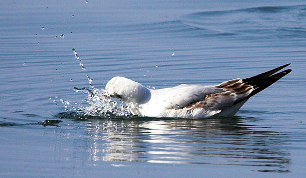 Image 1201633 (auto)