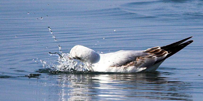 Image 1201633 (auto)