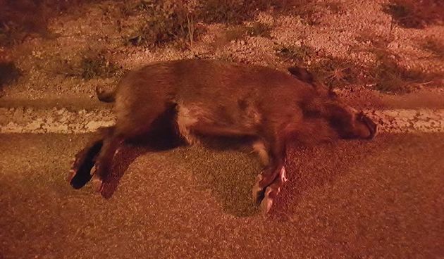 Uginuli vepar kod Lukorana