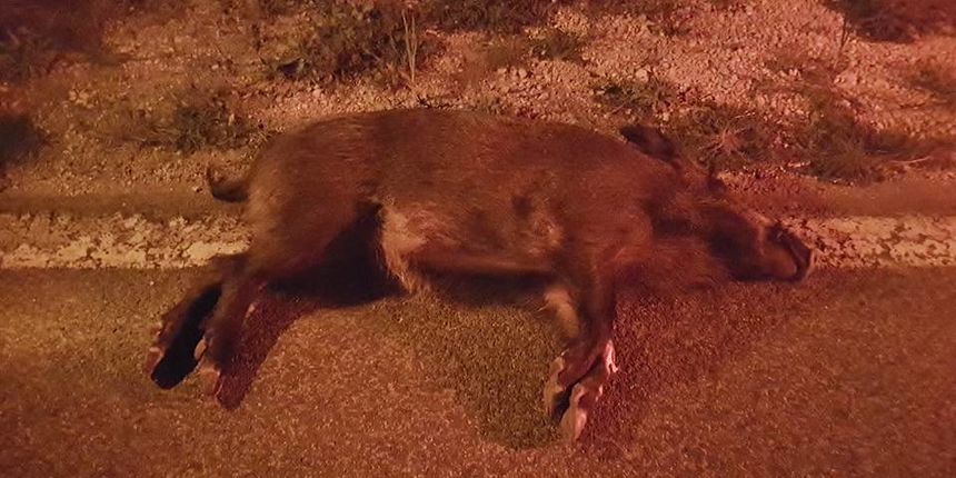 Uginuli vepar kod Lukorana