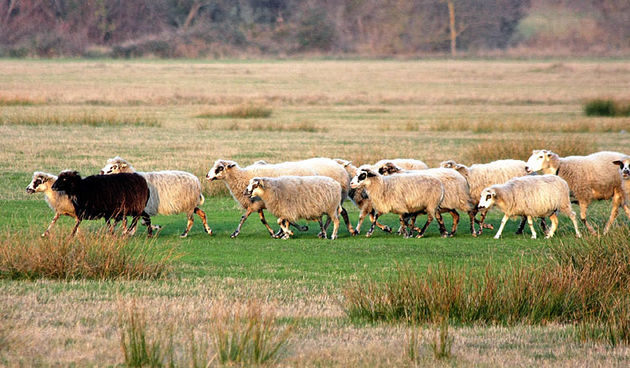 Ovce (foto: A.Gospić)